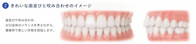 きれいな歯並び